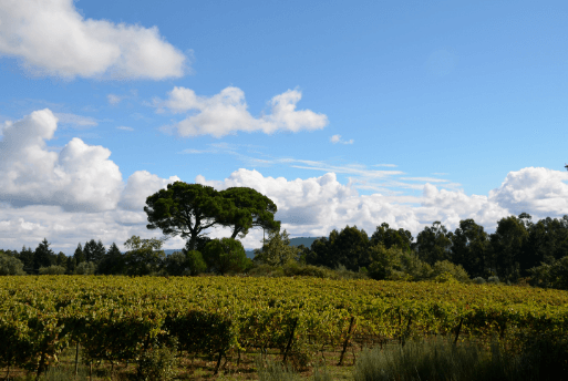 Portuguese Organic Wine - Julia Kemper Wines no Brasil